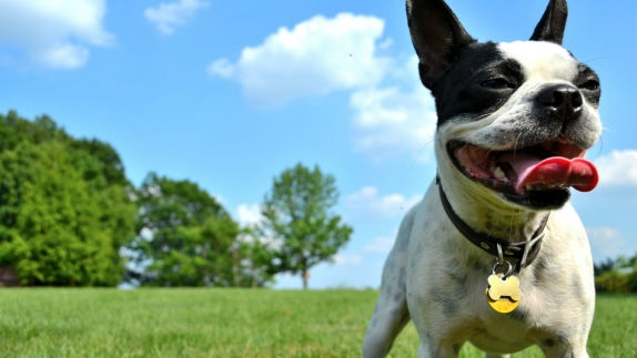 Pet Friendly Hotels Sarasota Florida Aloft Pet Friendly Hotels Sarasota Florida